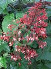 Clerodendrum paniculatum