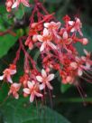 Clerodendrum paniculatum