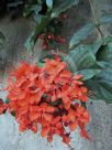 Clerodendrum splendens