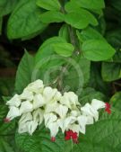 Clerodendrum thomsoniae