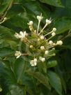 Clerodendrum tomentosum