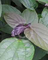 Clerodendrum trichotomum fargesii