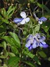 Clerodendrum myricoides Ugandense