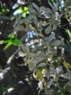 Clerodendrum wallichii