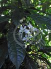 Clerodendrum wallichii