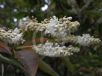 Clethra barbinervis