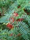 Clianthus puniceus