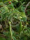 Clianthus puniceus