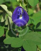 Clitoria ternatea