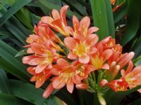 Clivia miniata