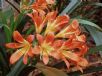 Clivia miniata