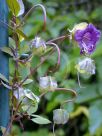 Cobaea scandens