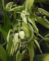 Coelogyne pandurata