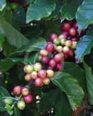 Coffea arabica