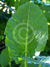 Colocasia esculenta