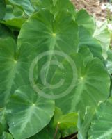 Colocasia fallax