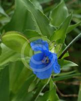 Commelina tuberosa