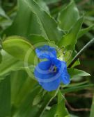 Commelina tuberosa