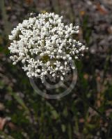 Conospermum longifolium