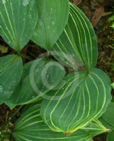 Convallaria majalis Albostriata