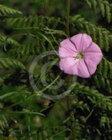 Convolvulus erubescens