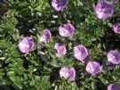 Convolvulus sabatius