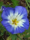 Convolvulus tricolor