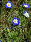 Convolvulus tricolor