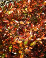 Coprosma Evening Glow