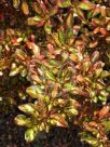 Coprosma Evening Glow