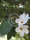 Cordia boissieri