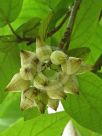 Cordia sebestena