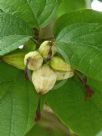 Cordia sebestena