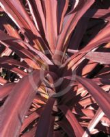 Cordyline australis Burgundy Spire