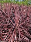 Cordyline australis Burgundy Spire