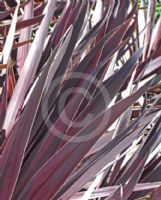 Cordyline australis Midnight Star