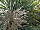 Cordyline australis