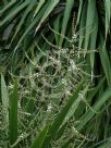 Cordyline australis