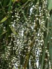 Cordyline australis