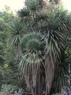 Cordyline australis