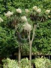 Cordyline australis