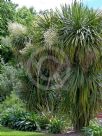 Cordyline australis