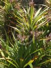 Cordyline congesta