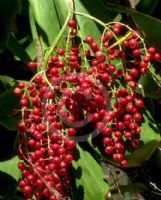 Cordyline fruticosa