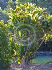 Cordyline fruticosa