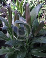 Cordyline glauca