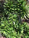 Cordyline glauca