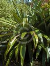 Cordyline indivisa