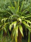 Cordyline indivisa