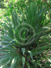 Cordyline obtecta